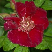 Die Schwarze Rose Aus Halfeti Dtj Online