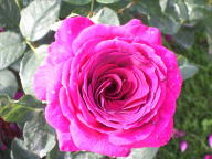 Rose Big Purple Foto Wikipedia