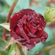 Rose Black Baccara Foto Vierl&auml;nder Rosenhof