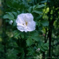 Rose Blanc Double de Coubert Foto Christine Meile