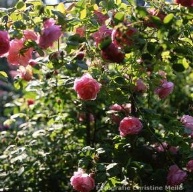 Rose Bourbon Queen Foto Christine Meile