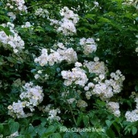 Rose Brenda Colvin Foto Christine Meile