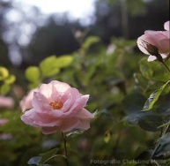 Rose Celeste Foto Christine Meile