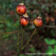 Hagebutten der Rose Conditorum Foto Christine Meile