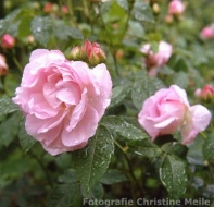 Rose Duchesse d`Angouleme Foto Christine Meile