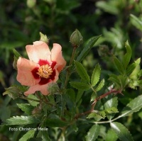 Rose Euphrates Foto Christine Meile