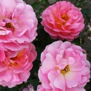 Rose Lilian Austin Foto Vierl&auml;nder Rosenhof