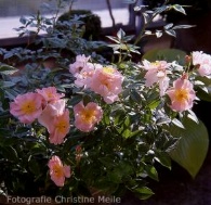 Rose Open Arms Foto Christine Meile