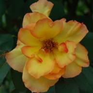 Rose Parure d`Or Foto Vierländer Rosenhof