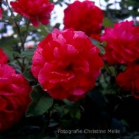 Rose Paul Gaugin Foto Christine Meile