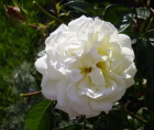 Rose White Gold Foto Heidrich