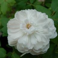 Rose White Cartier Foto Vierländer Rosenhof