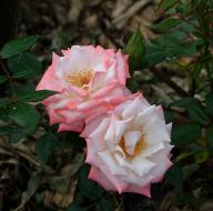 Rose X-Rated Foto Myroses
