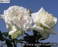 Rose Blanche Colombe Foto Agel