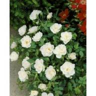 Rose Kent Foto Rosen-Union