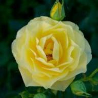 Rose Sunbeam Flower Circus Foto Agel