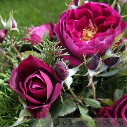  Rose: Bicentenaire de Guillot Foto Kalbus