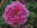 Rose Californica plena Foto Rusch