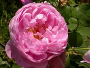 Rose Charles Rennie Macintosh Foto Groenloof