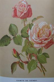 Rose Comte de Semby Zeichnung von Maria Endell aus Nietner