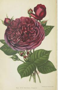 Erinnerung an Brod Lena Schmidt-Michel in Journal des Roses 10_1907