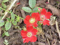Rose Eye Appeal Foto Wikipedia