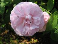 Rose Felicite Parmentier Foto Brandt