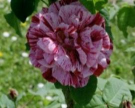 Rose Ferdinand Pichard hier bestellbar Foto Brandt