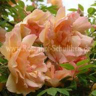 Rose Fortune`s Double Yellow Foto Schultheis