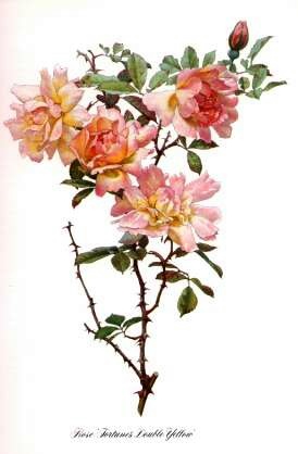 Rose Fortune`s Double Yellow Foto Brandt
