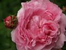 Rose Jacques Cartier Foto Rusch