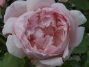 Rose Kathryn Morley Foto Rusch