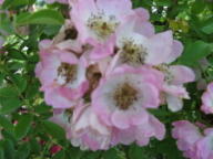 Rose Kew Rambler  Foto Brandt