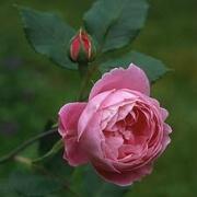 Rose La Reine Victoria Foto Vierl&auml;nder Rosenhof
