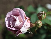 Rose Lavendula Foto Groenloof