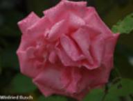 Rose Libelle Foto Rusch