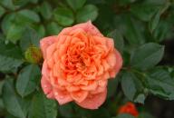 Moosrose Ninette Foto Wikipedia