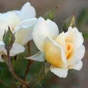 Rose Perle d`Or Foto Vierl&auml;nder Rosenhof