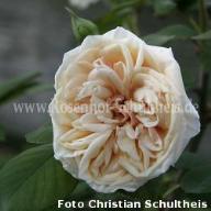 Rose Perle des Jardins Foto Schultheis