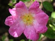 Rose Pumila Foto Groenloof