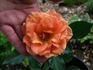 Rose Pumpkin Patch Foto Myroses