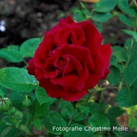 Rose Alfred Colomb Foto Meile