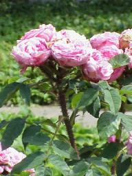 Rose Mme Landesau Foto Wikipedia