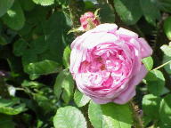 Moosrose Mme William Paul Foto Wikipedia