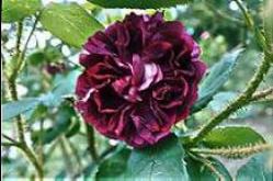 Moosrose Foto Brandt