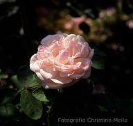 Moosrose Mousseline Foto Meile