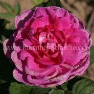 Rose Rembrandt Foto Schultheis