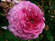 Rose Renoncule Ponctue Foto Groenloof