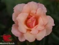 Rose Rosa Fassade Foto Rusch