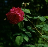 Rose a Parfum de LHay Foto Christine Meile